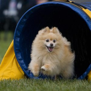 dog in tunnel
